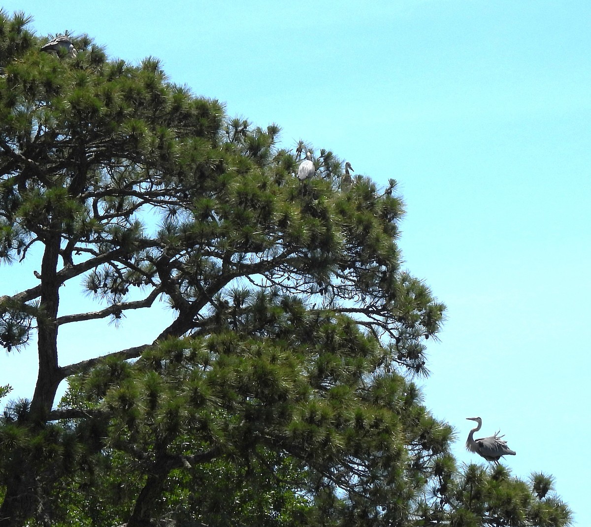 Great Blue Heron - Carol Porch