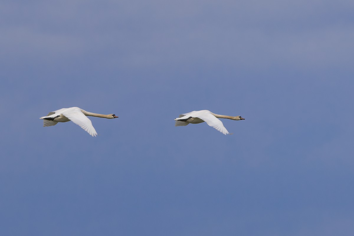 Mute Swan - Delfin Gonzalez