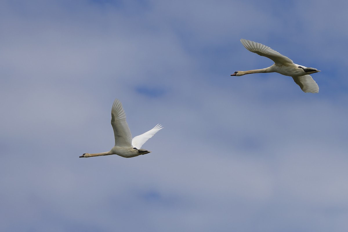 Mute Swan - Delfin Gonzalez