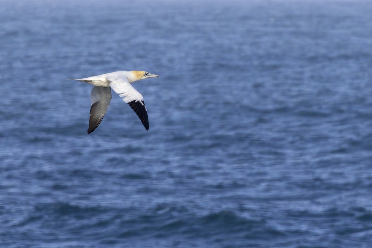 Northern Gannet - ML619490709