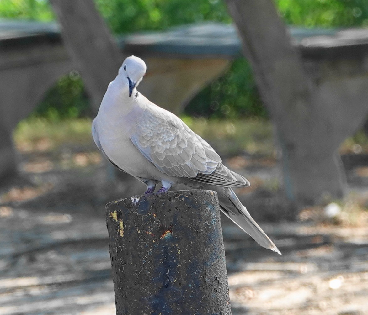 Eurasian Collared-Dove - Dennis Forsythe