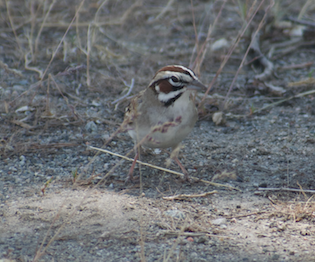 Lark Sparrow - Angela Hansen