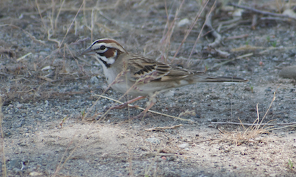 Lark Sparrow - Angela Hansen