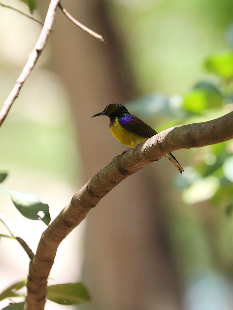 Brown-throated Sunbird - Matthias Alberti