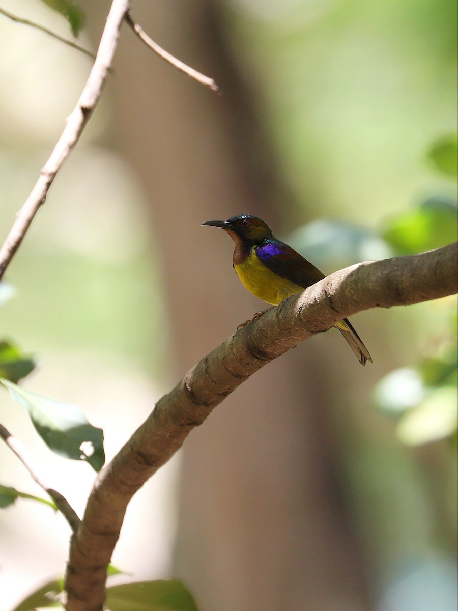 Brown-throated Sunbird - Matthias Alberti