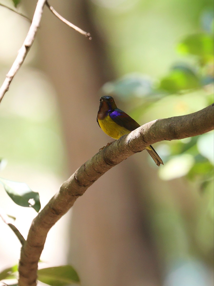 Brown-throated Sunbird - Matthias Alberti