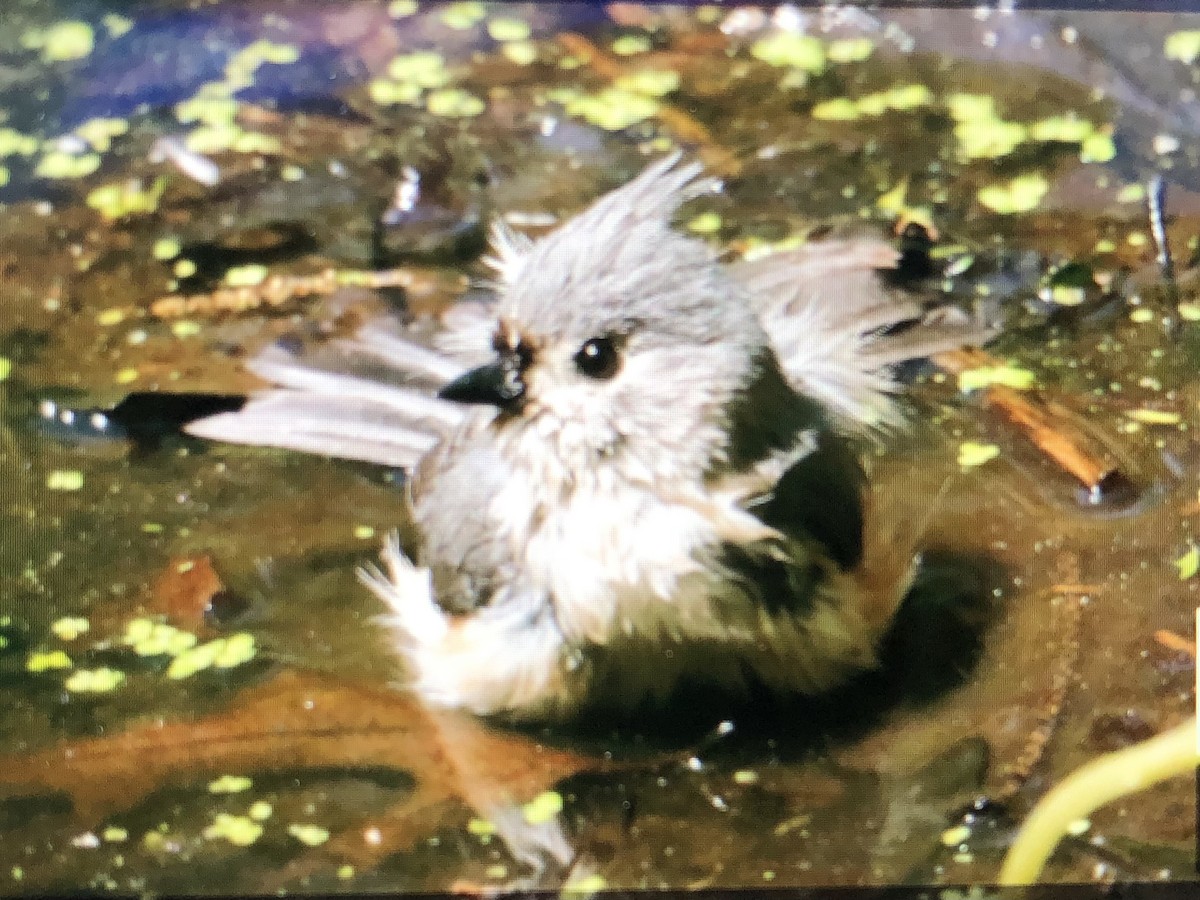 Tufted Titmouse - ML619490742