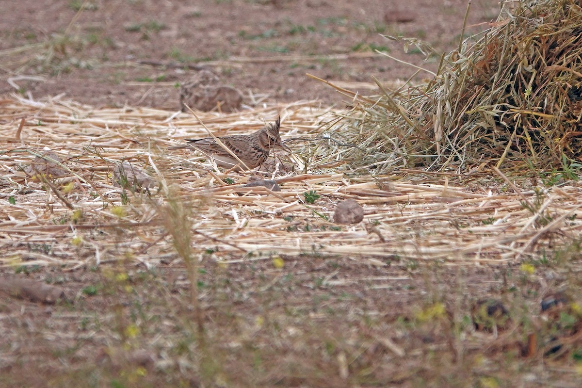 Crested Lark - Diane Drobka