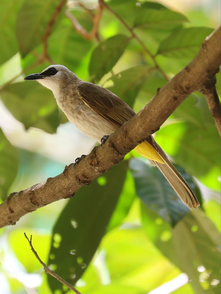 Yellow-vented Bulbul - Matthias Alberti