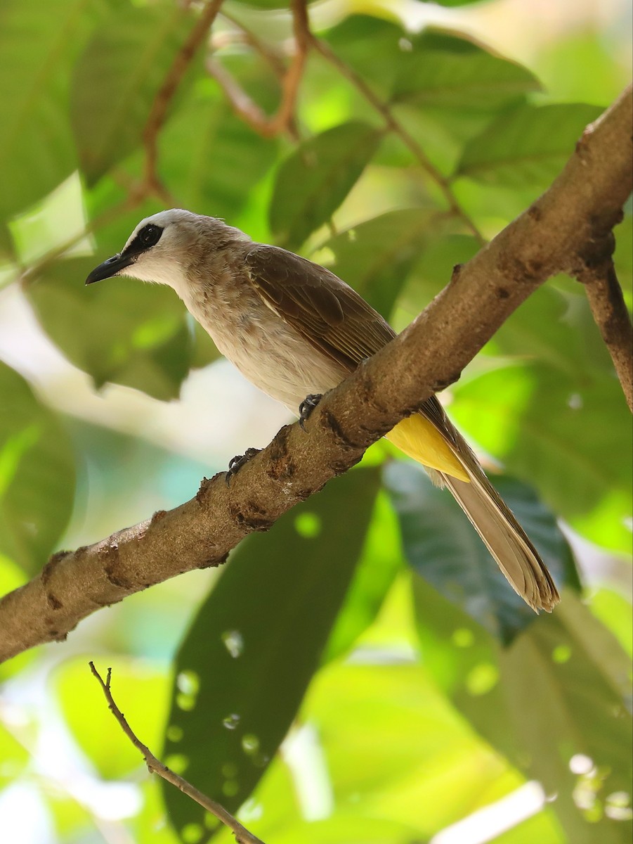 Yellow-vented Bulbul - Matthias Alberti