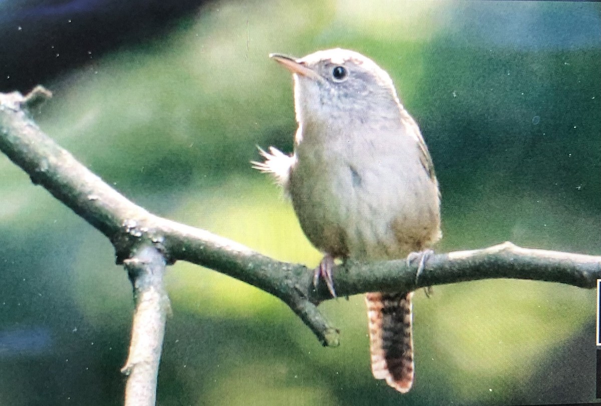 House Wren - Jules S