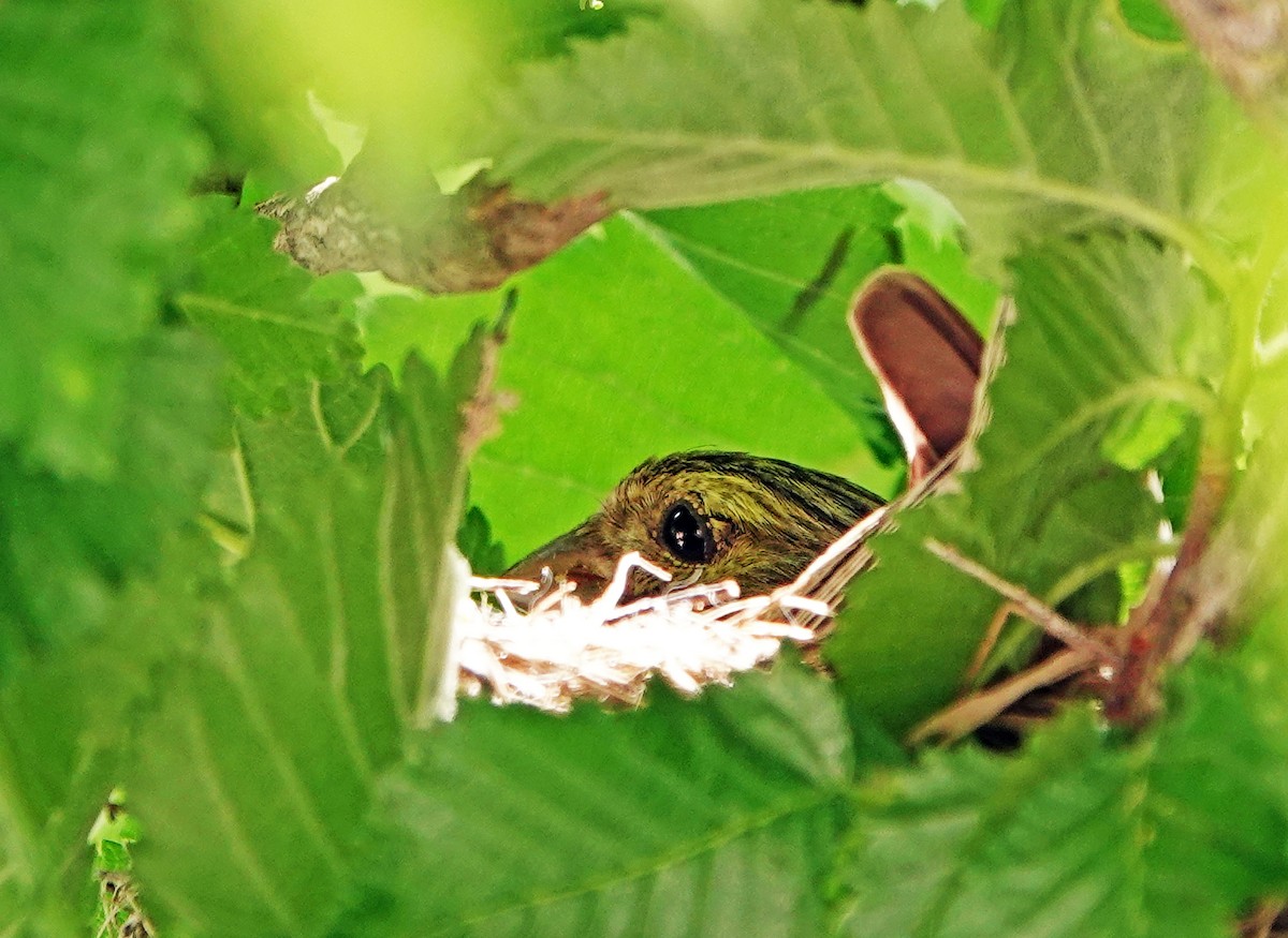 European Serin - Diane Drobka