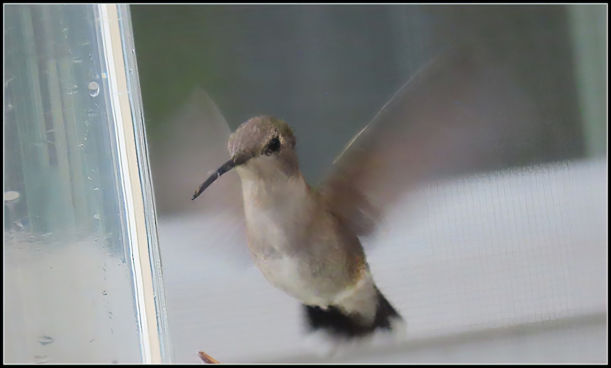 Black-chinned Hummingbird - Peter Gordon