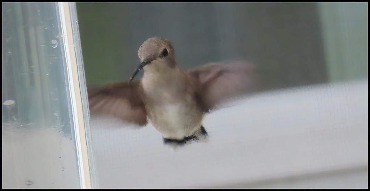 Black-chinned Hummingbird - Peter Gordon