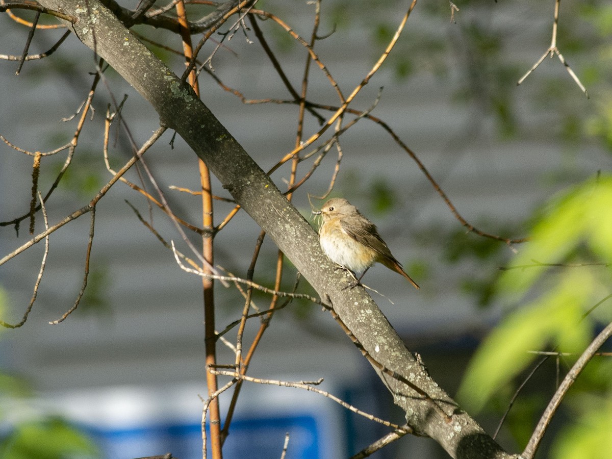 Common Redstart (Common) - Boris Georgi