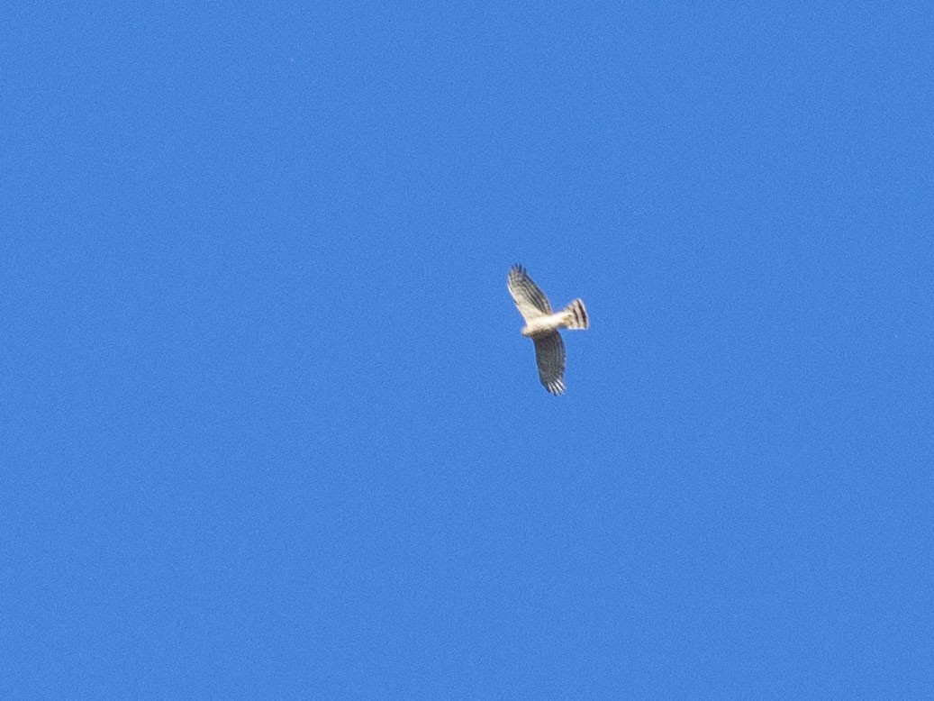 Eurasian Goshawk - Boris Georgi