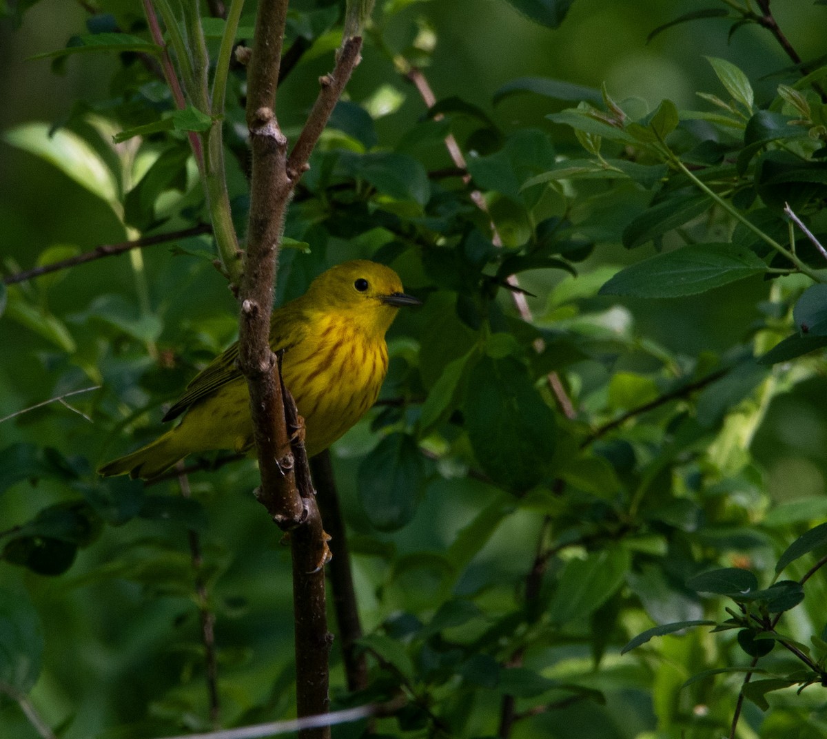 Yellow Warbler - Marilyn Ogof