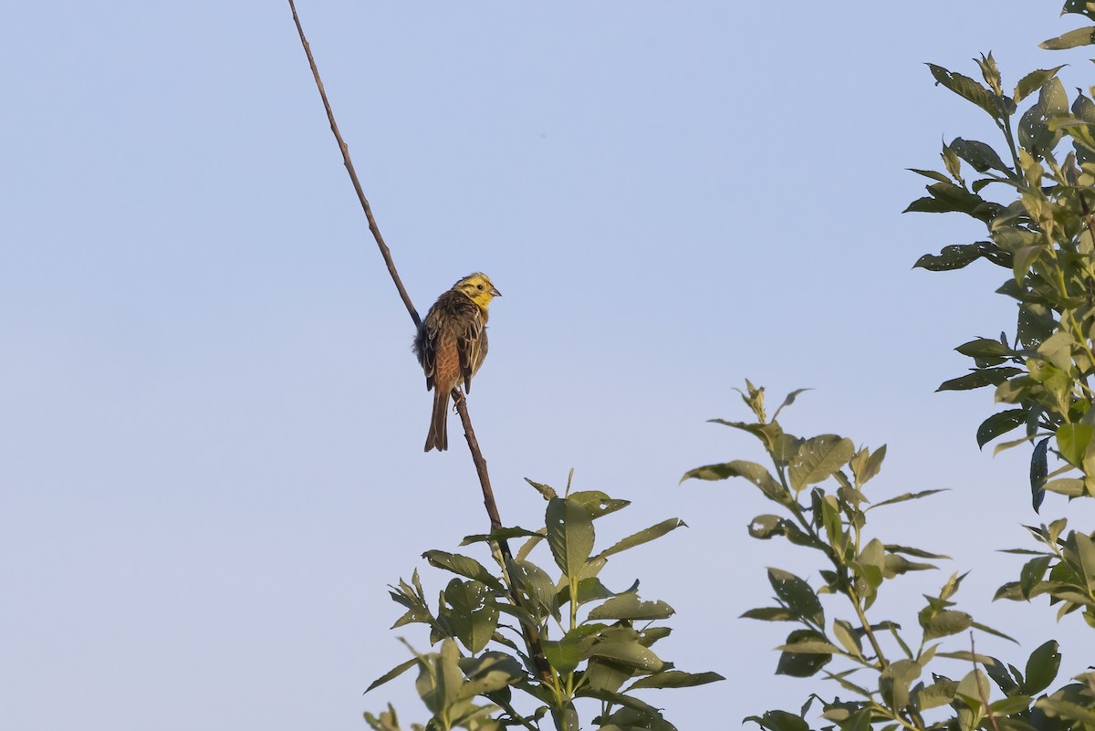 Yellowhammer - Delfin Gonzalez