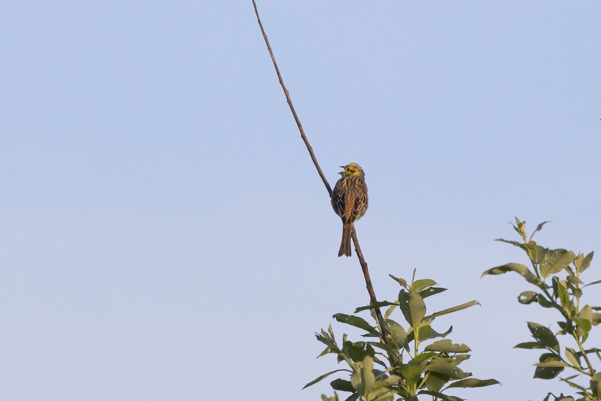 Yellowhammer - Delfin Gonzalez