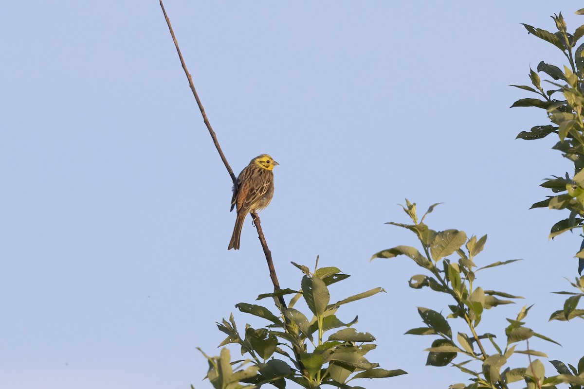 Yellowhammer - Delfin Gonzalez