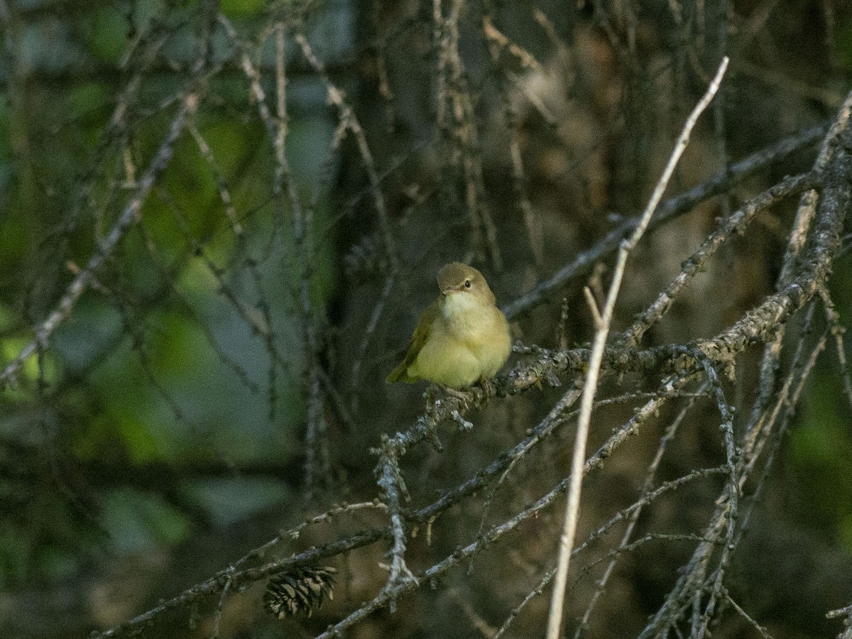 Blyth's Reed Warbler - Boris Georgi