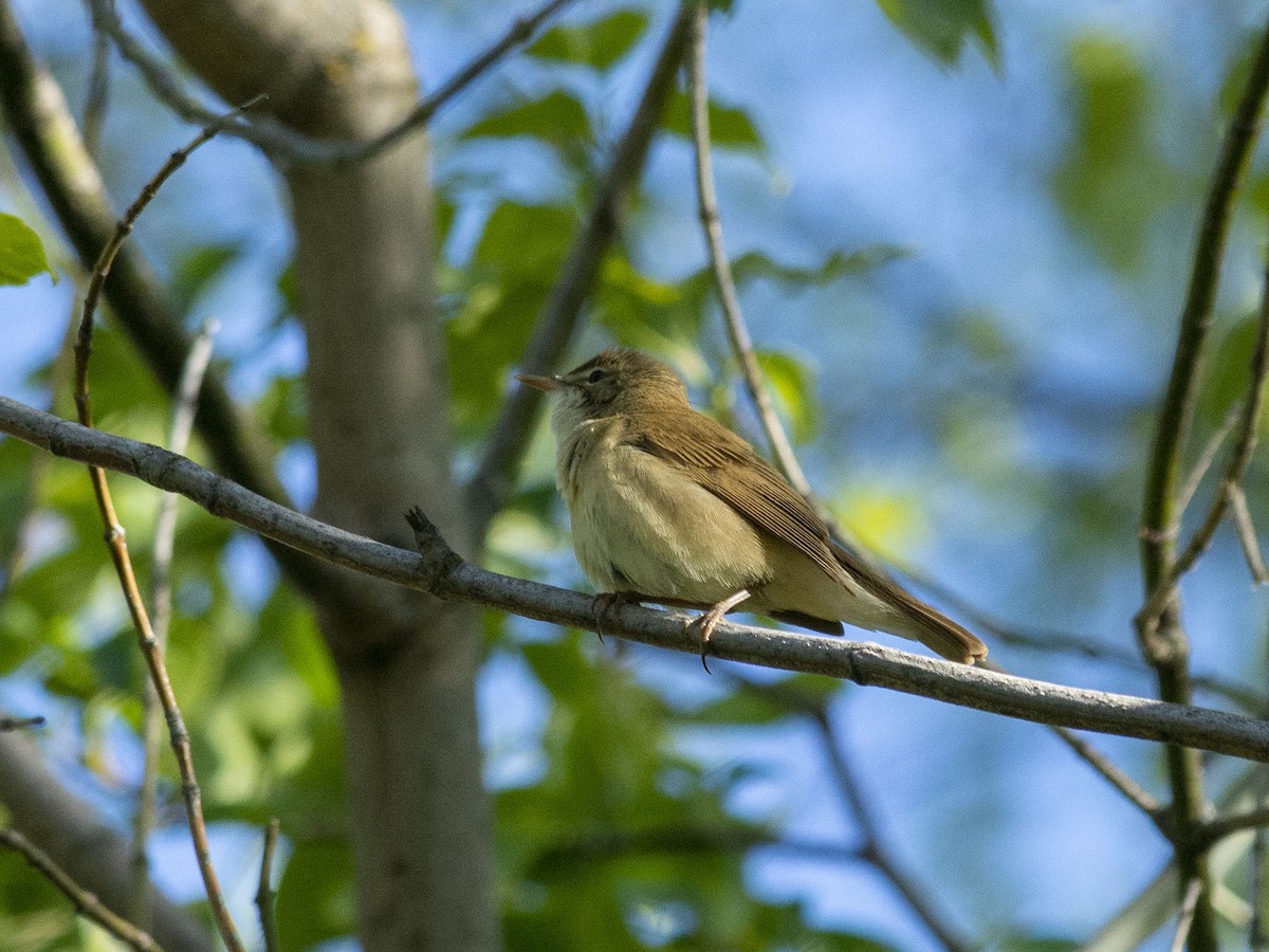 Blyth's Reed Warbler - ML619490806