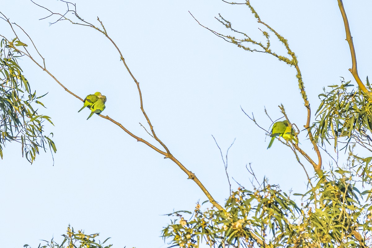 Monk Parakeet - Amed Hernández