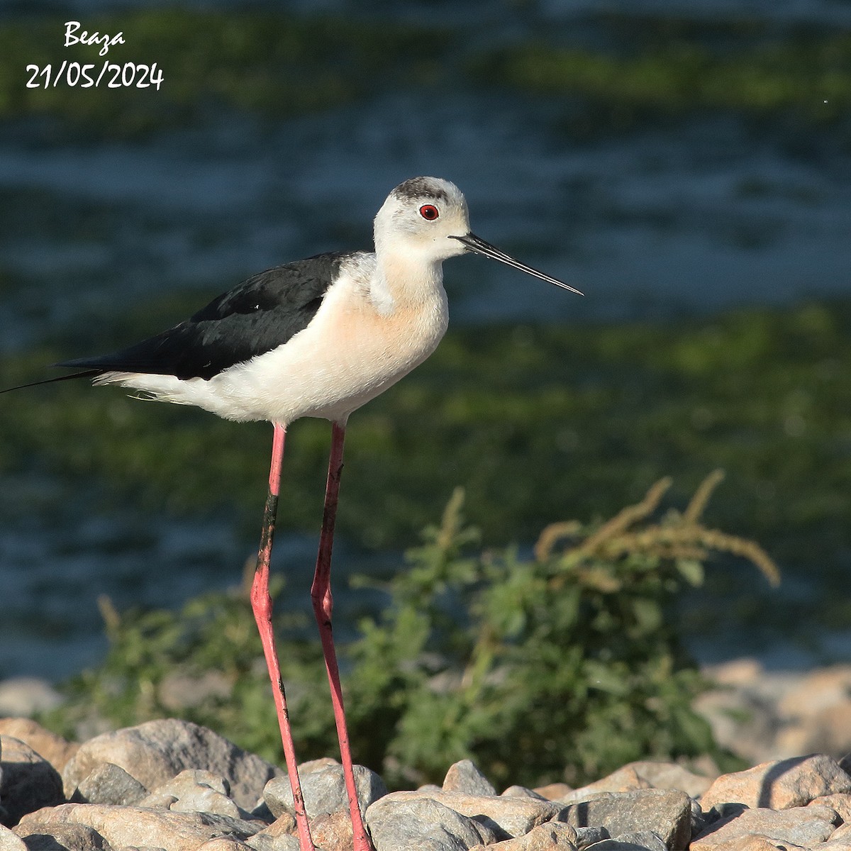 Black-winged Stilt - Antonio Fernández-Caro Gómez