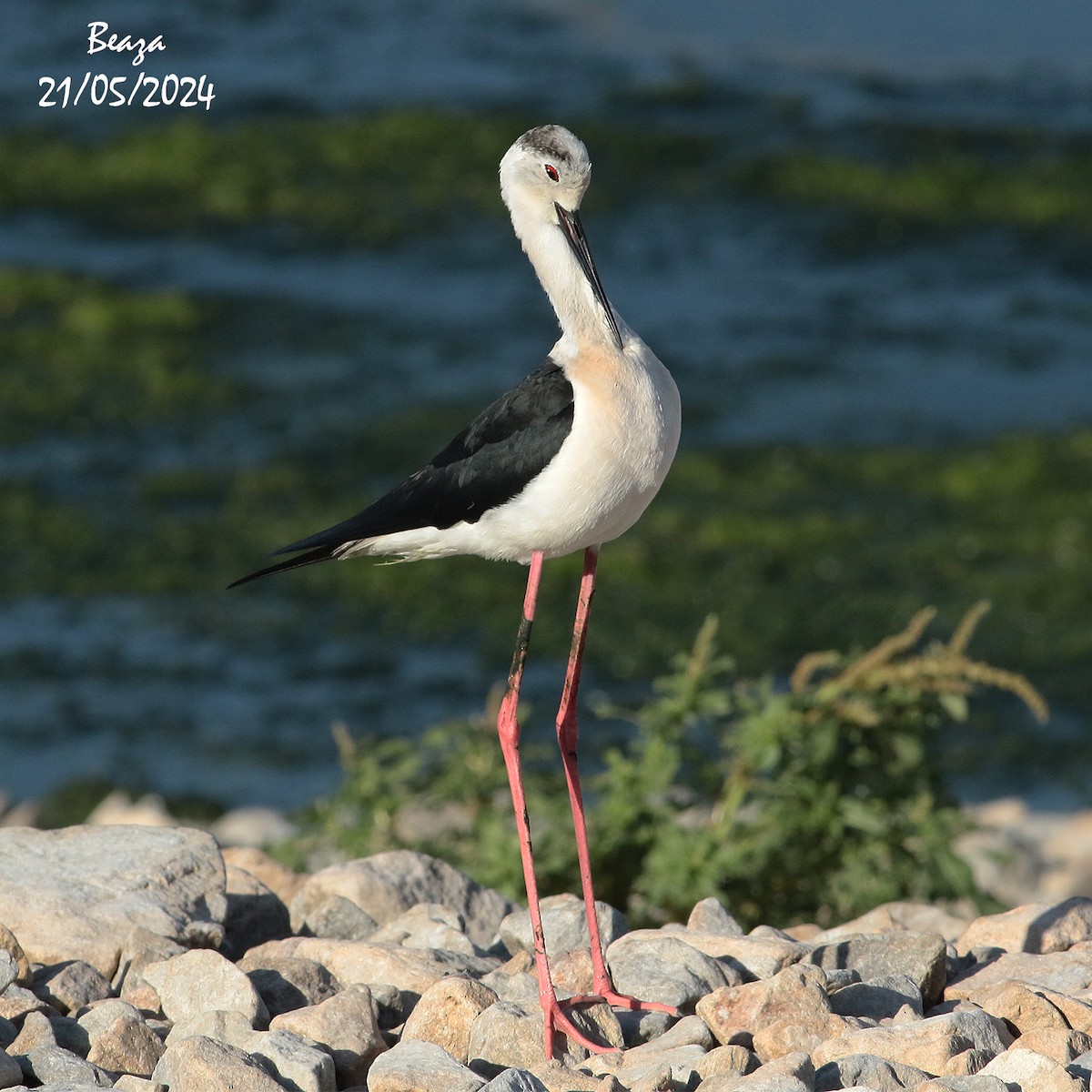 Black-winged Stilt - Antonio Fernández-Caro Gómez