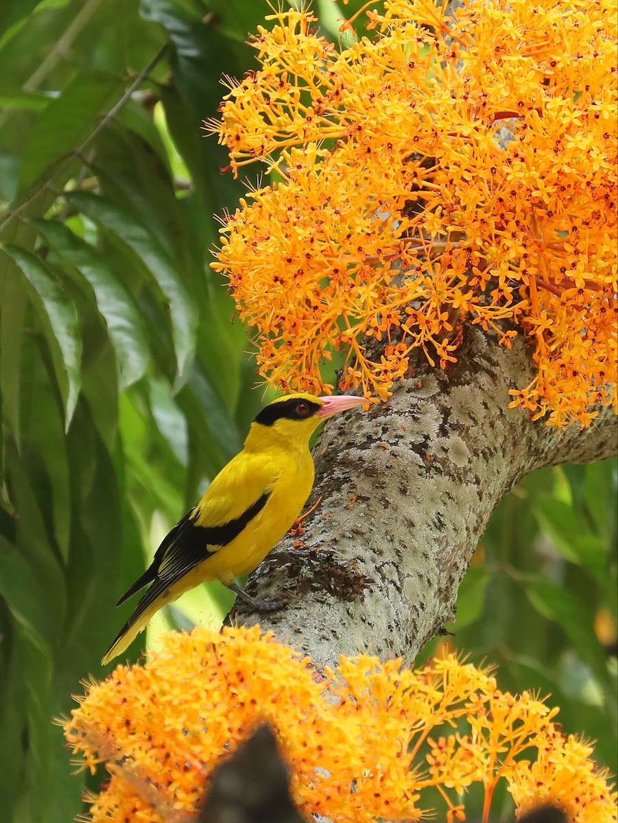 Black-naped Oriole - Matthias Alberti