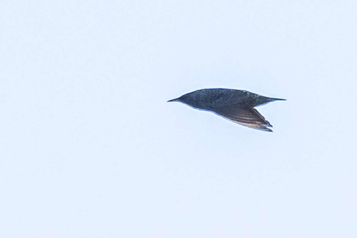 European Starling - Amed Hernández