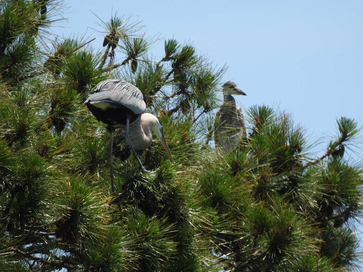 Great Blue Heron - Carol Porch