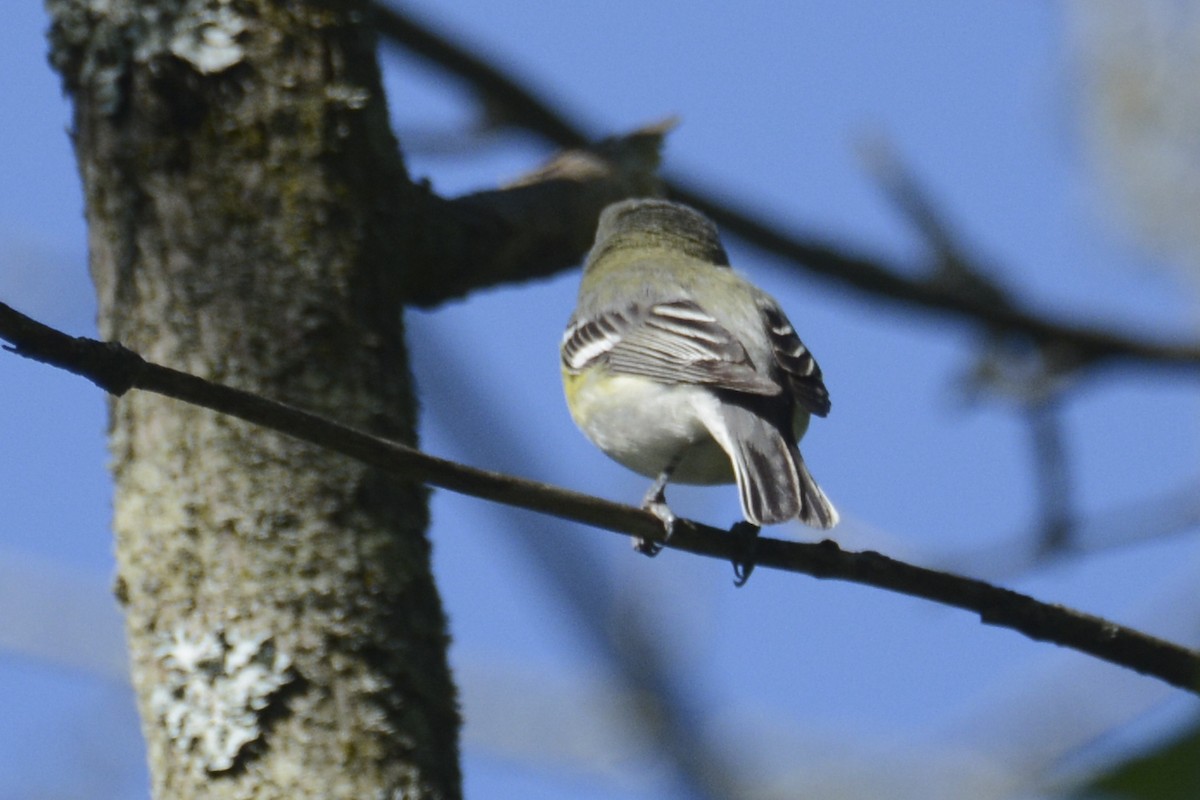 Vireo, unbestimmt - ML619490842