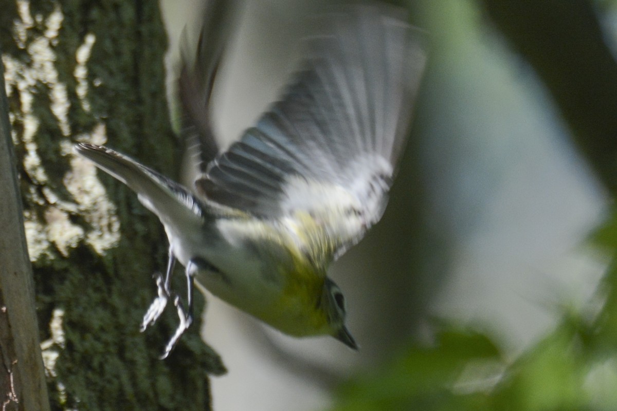 tanımsız Vireo sp. - ML619490846