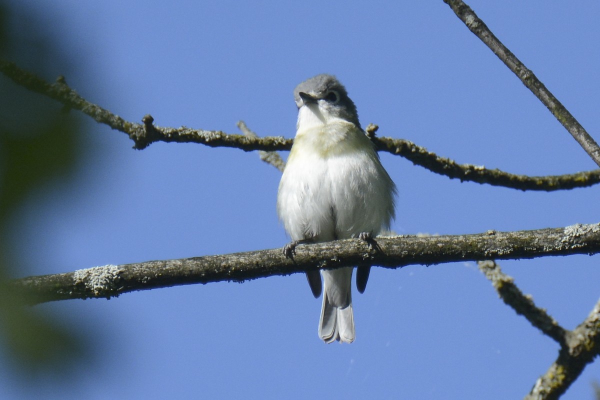 tanımsız Vireo sp. - ML619490847