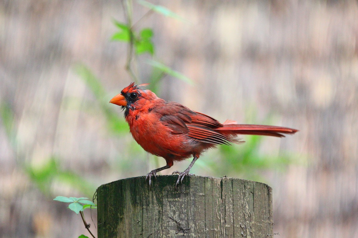 Northern Cardinal - Joshua(是語) Chen(陳)