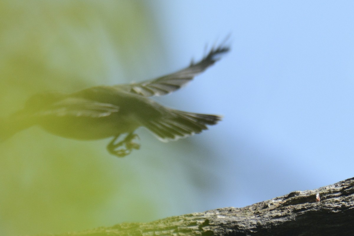 tanımsız Vireo sp. - ML619490853