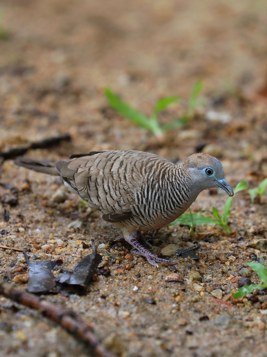 Zebra Dove - Matthias Alberti