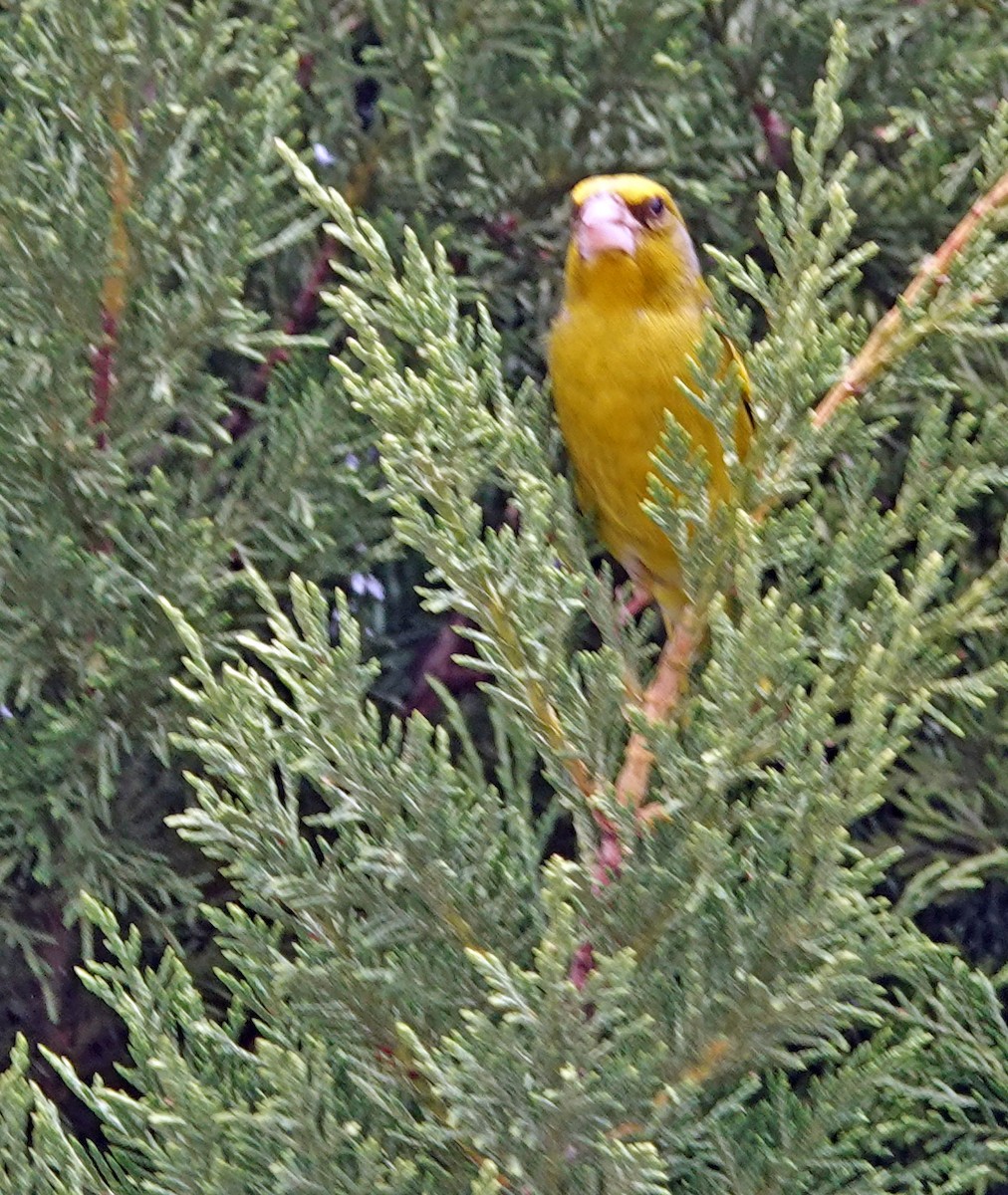 European Greenfinch - Diane Drobka