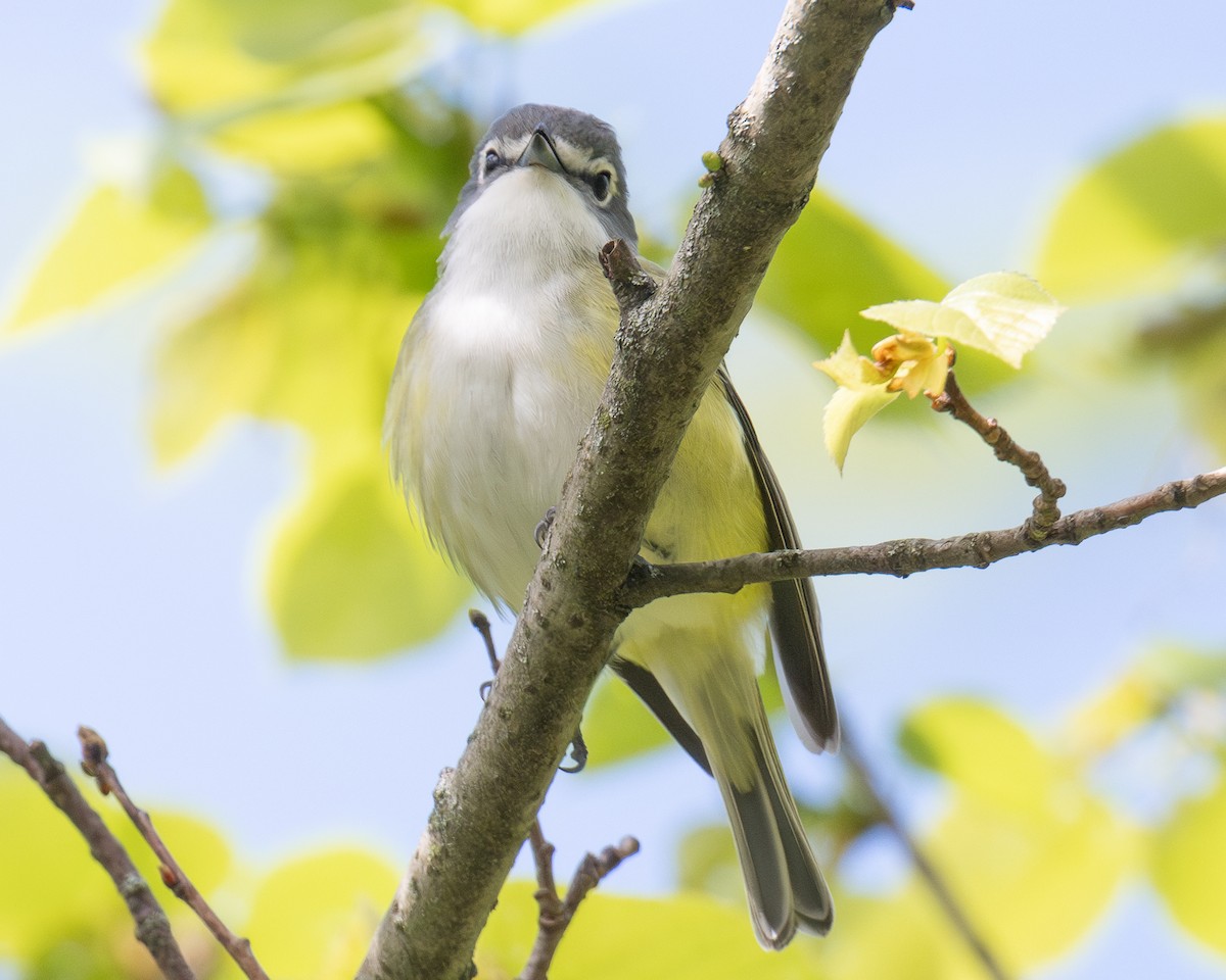 Blue-headed Vireo - Lisa Miller