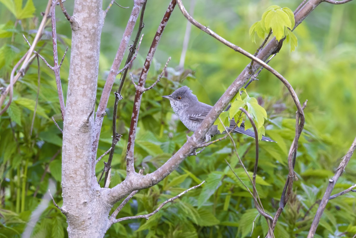 Barred Warbler - Delfin Gonzalez