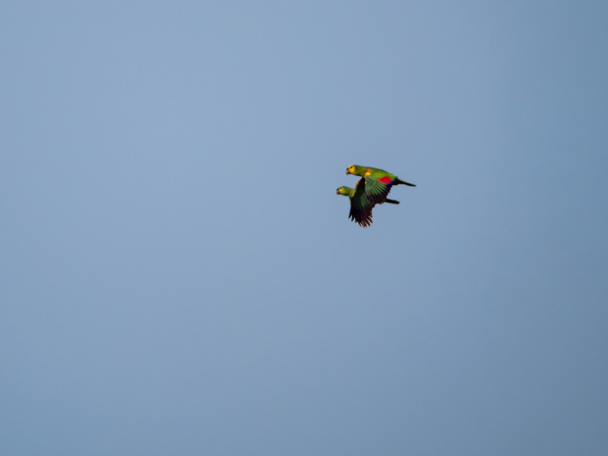Turquoise-fronted Parrot - Vitor Rolf Laubé
