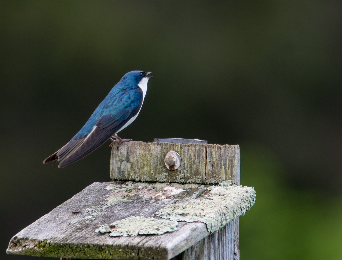 Tree Swallow - Marilyn Ogof