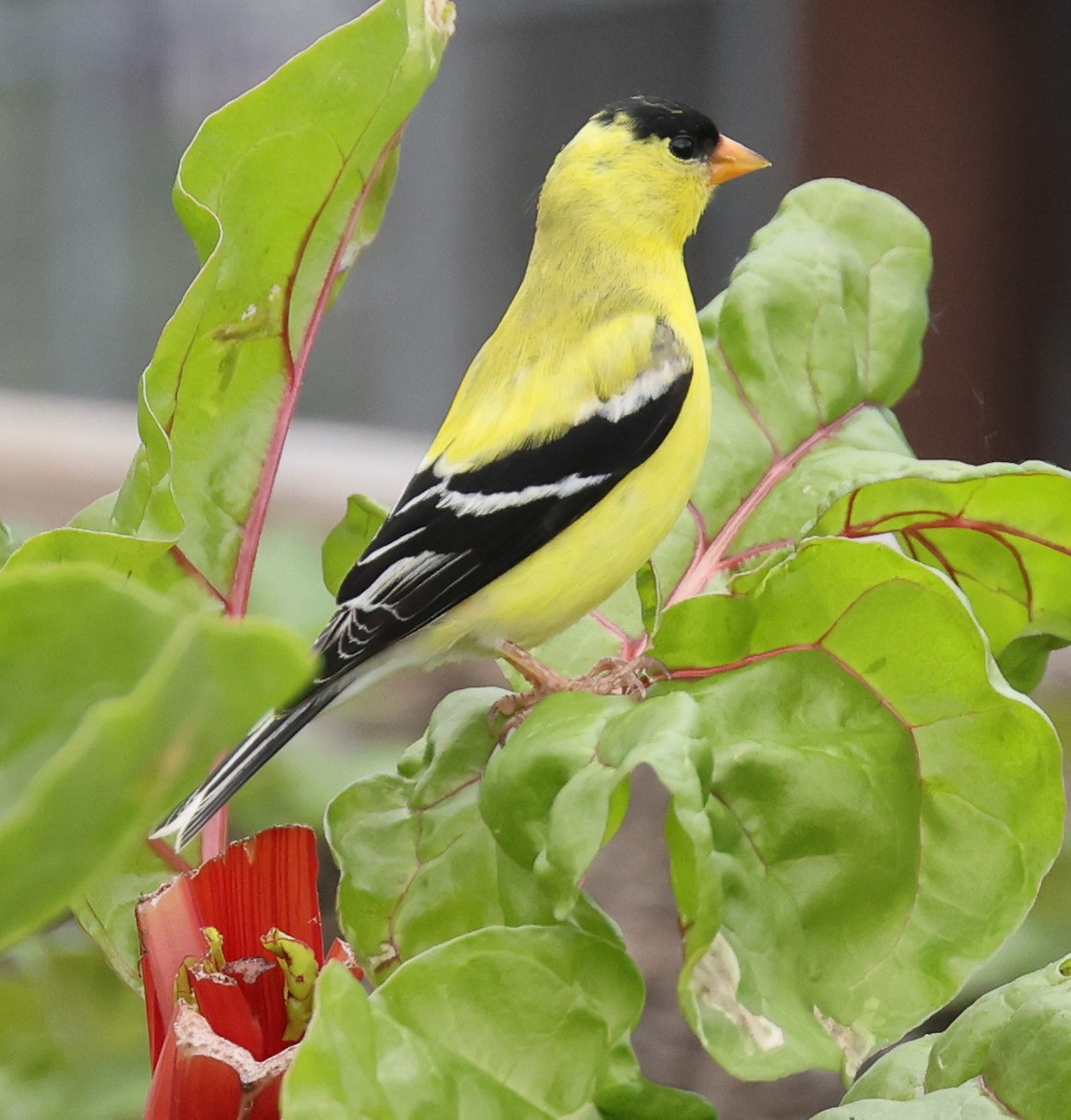 American Goldfinch - ML619490895