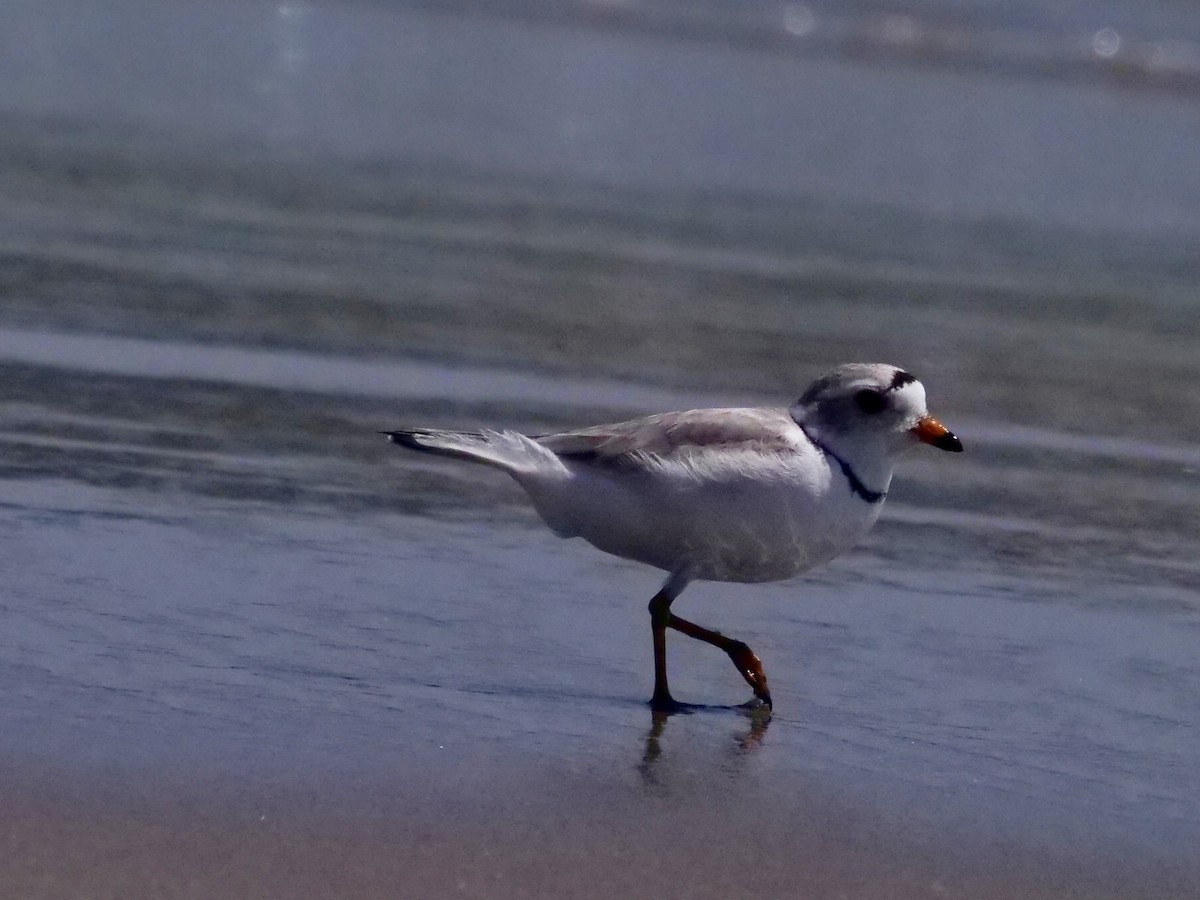 Piping Plover - Martin Byhower