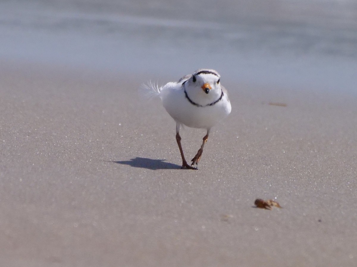 Piping Plover - Martin Byhower