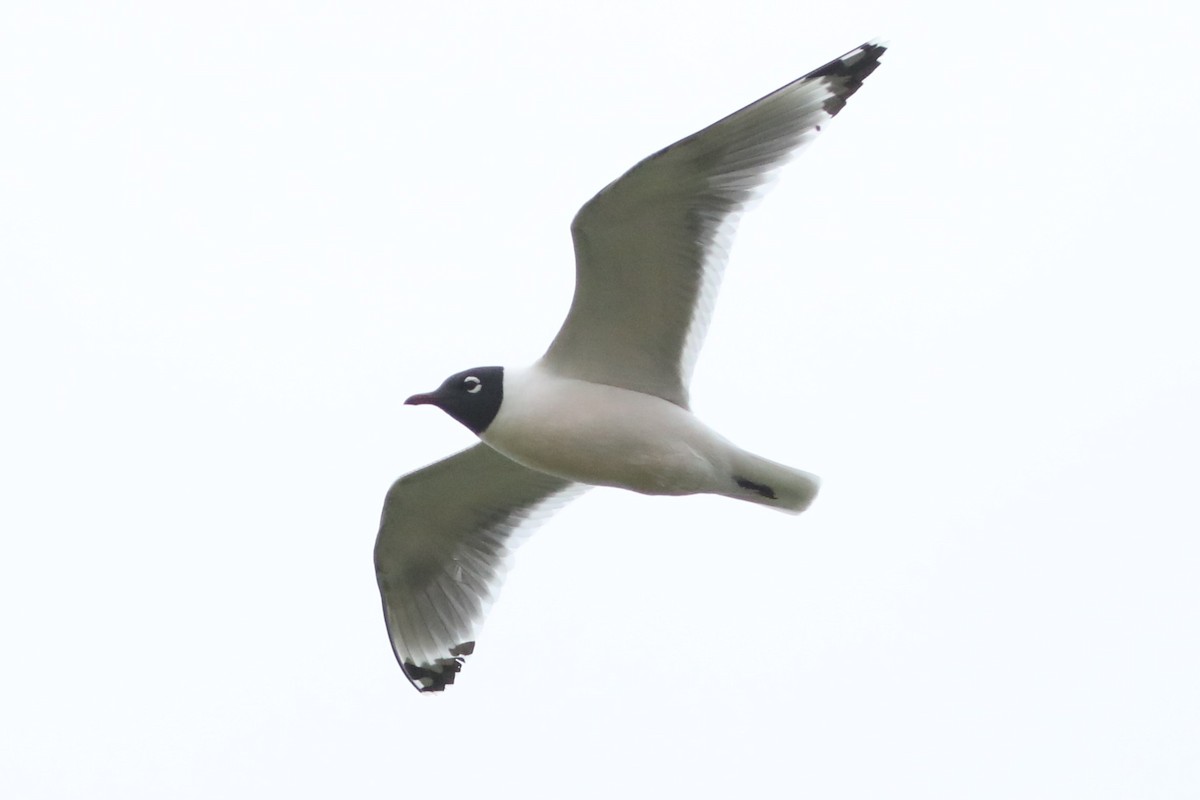 Franklin's Gull - Irene Crosland