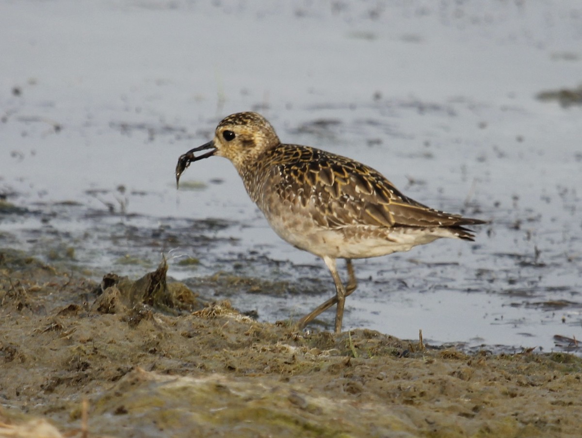 Pacific Golden-Plover - Tarun Singh