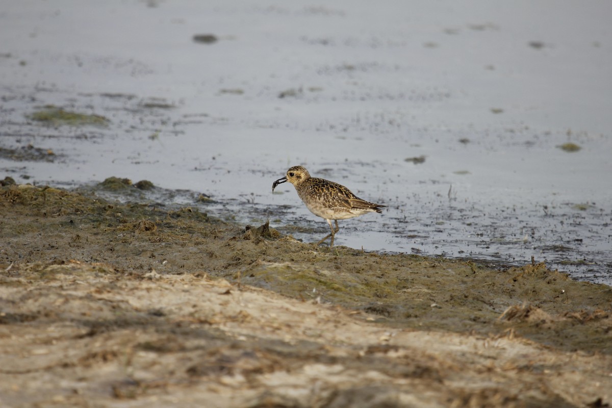 Pacific Golden-Plover - Tarun Singh