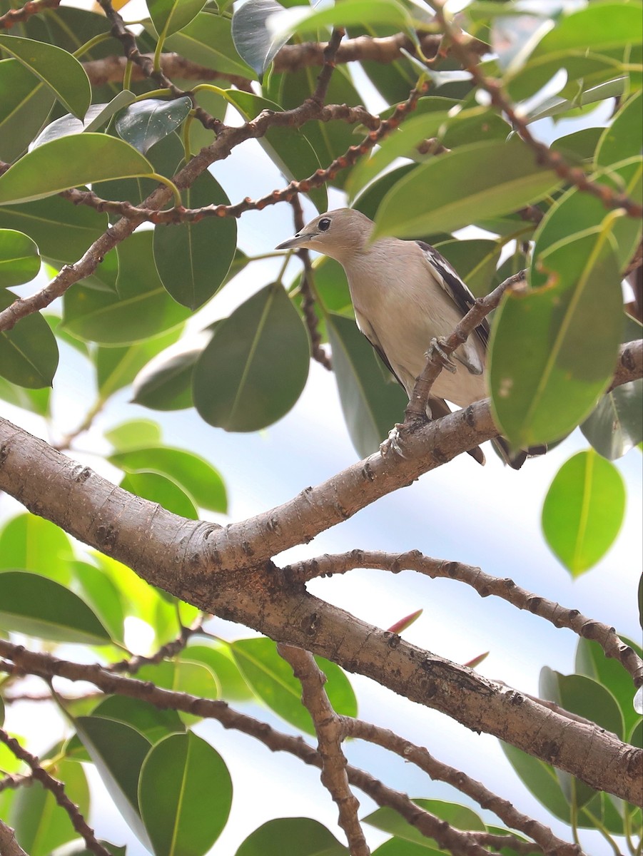 Daurian Starling - ML619490920